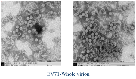 EV71全病毒疫苗