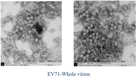 EV71全病毒疫苗 EV71全病毒疫苗