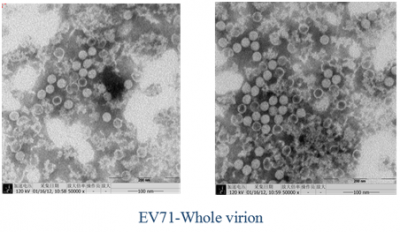 EV71全病毒疫苗