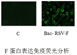 呼吸道合胞病毒（RSV）基因工程疫苗
