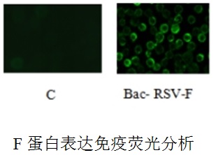 呼吸道合胞病毒(RSV)基因工程疫苗